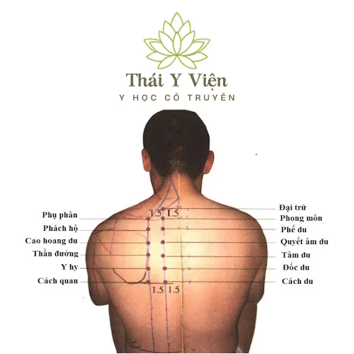 Huyệt Phế Du (BL13)