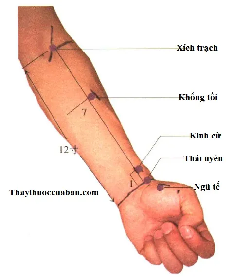 Huyệt Xích Trạch (LU5)