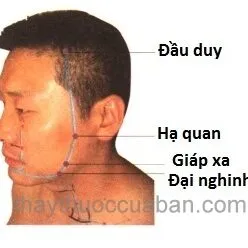 Huyệt Huyệt Giáp Xa (ST6)