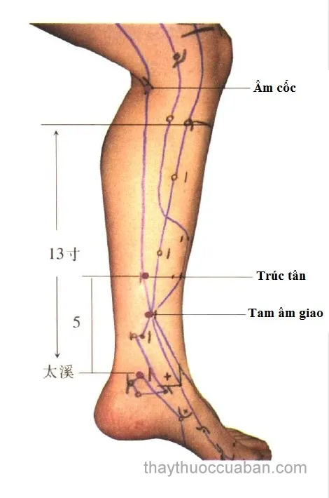 Huyệt Huyệt Tam Âm Giao (SP6)