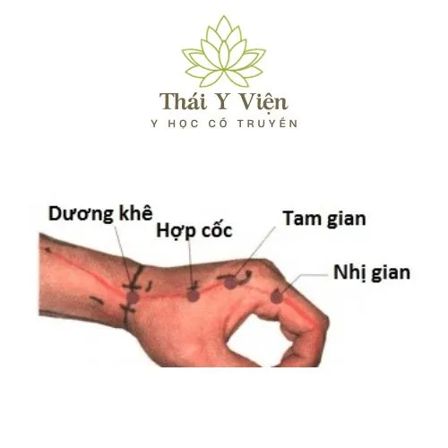 Huyệt Huyệt Hợp Cốc