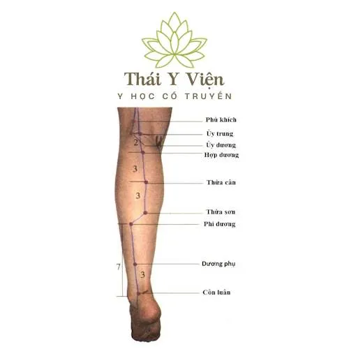 Huyệt Huyệt Ủy Trung
