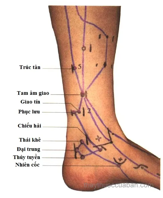 Huyệt Huyệt Thái Khê (KI3)