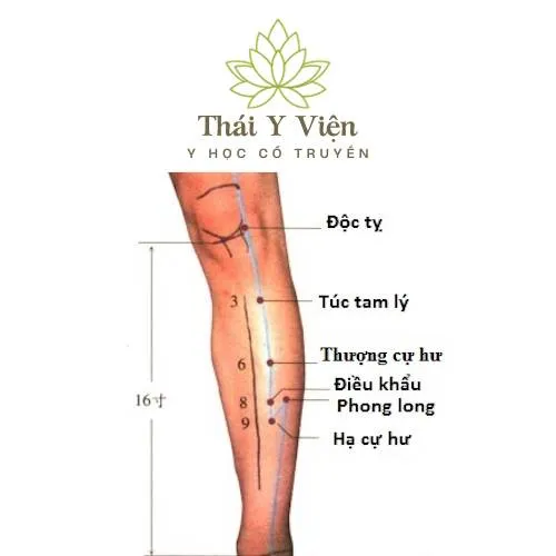 Huyệt Huyệt Túc Tam Lý