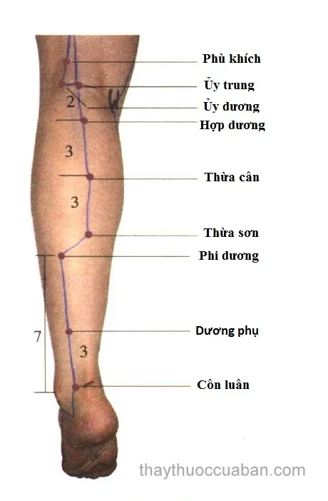 Huyệt Huyệt Ủy Trung