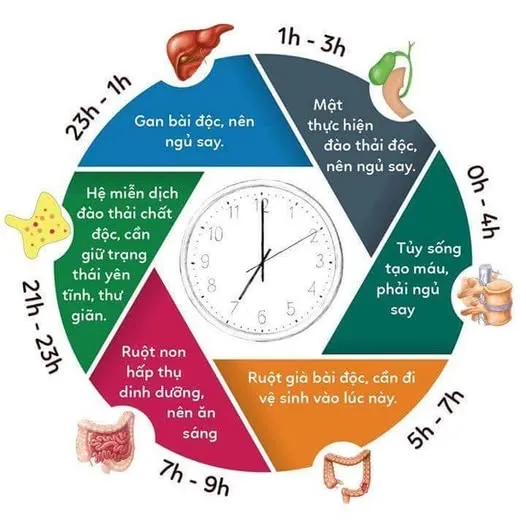Ăn Uống, Ngủ Nghỉ Và Sự Vận Hành Của Ngũ Tạng Theo Đông Y